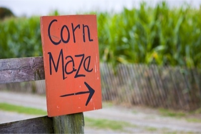 corn maze fall team activities